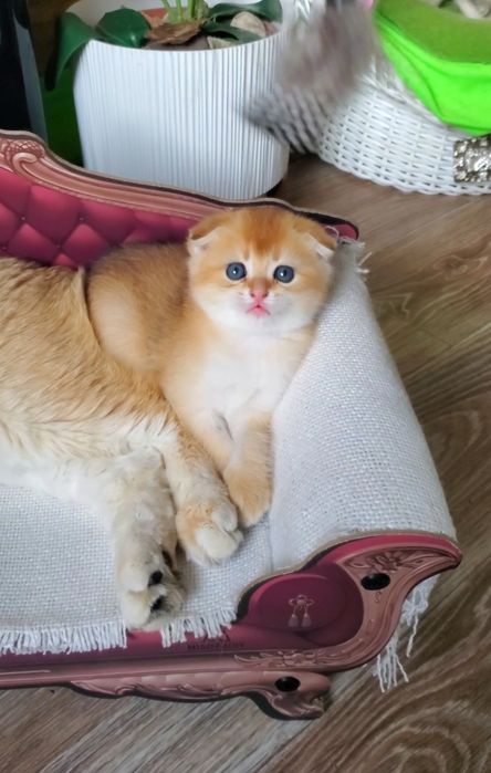 Нежные и потешные детки. Котята золотая шиншилла.