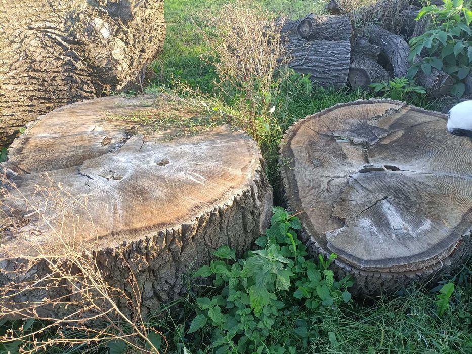 Grube plastry z drewna dębowego – średnica ok. 120 cm