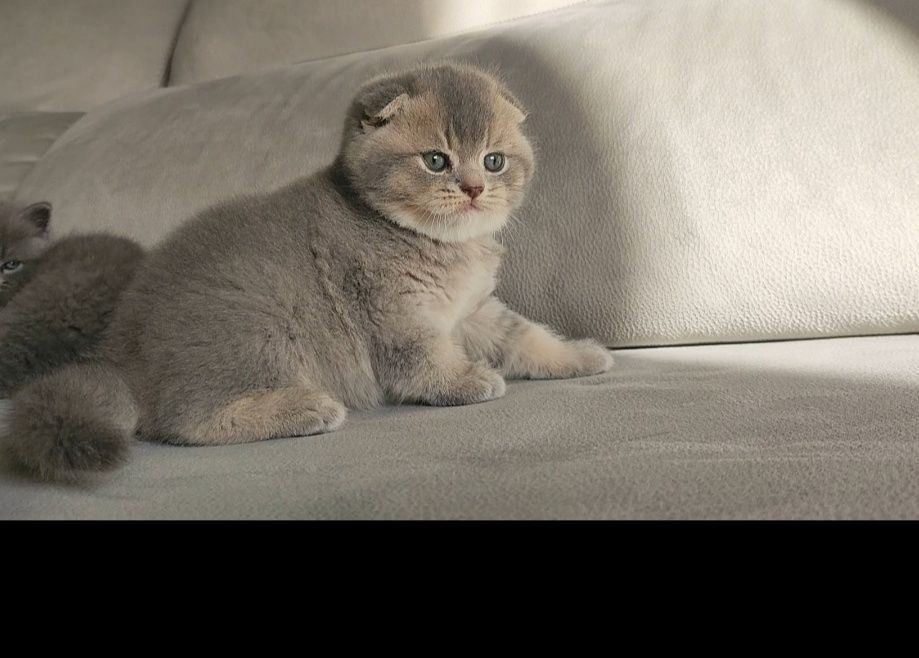Gatinho Scottish Fold