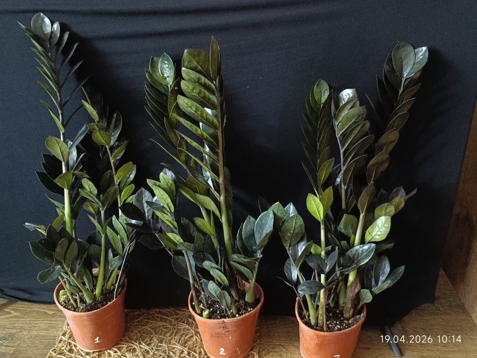 Заміокулькас Raven