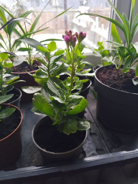 Продам різні вазони , каланхоє вже квітне