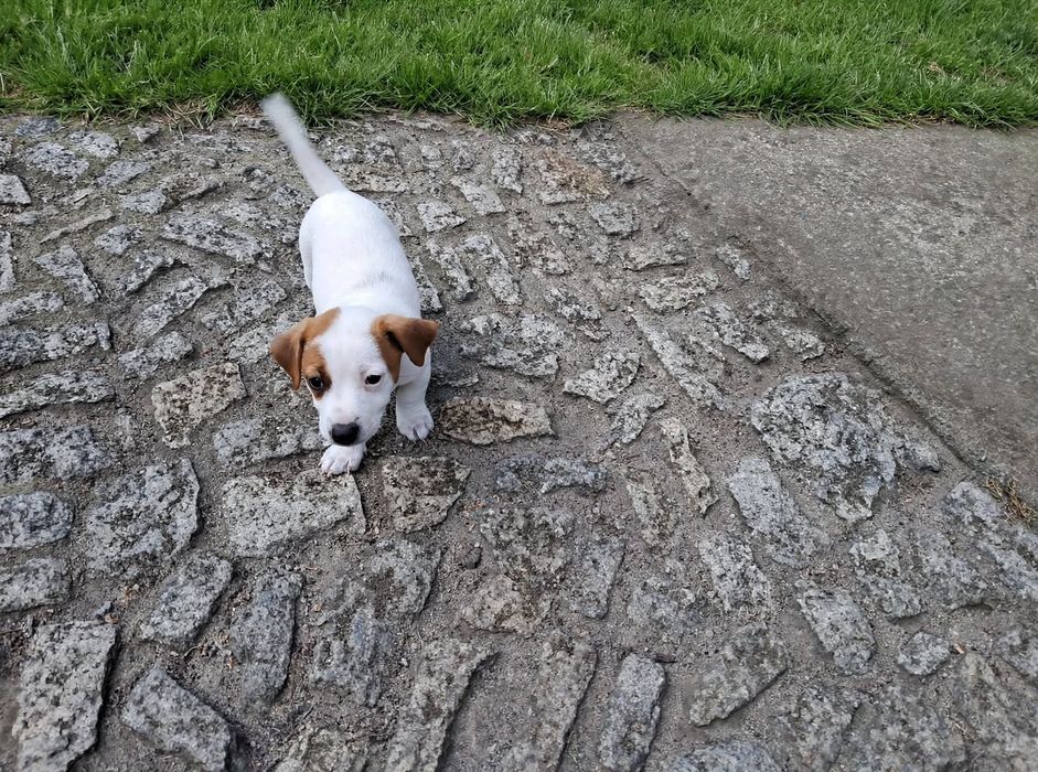 Jack Russell Terrier suczka
