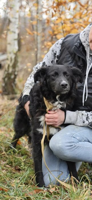 Młodziutki samiec do adopcji