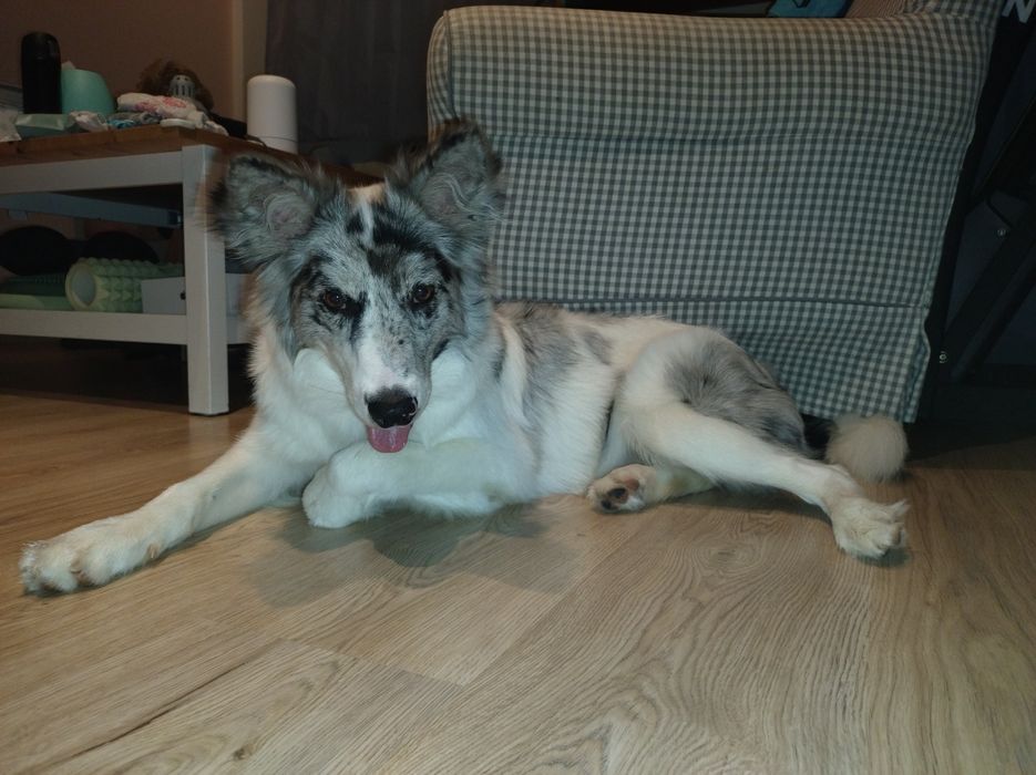 Border Collie szczeniak ZKWP, FCI. Suczka.