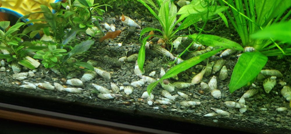 Ślimaki Świderki 50gr/szt