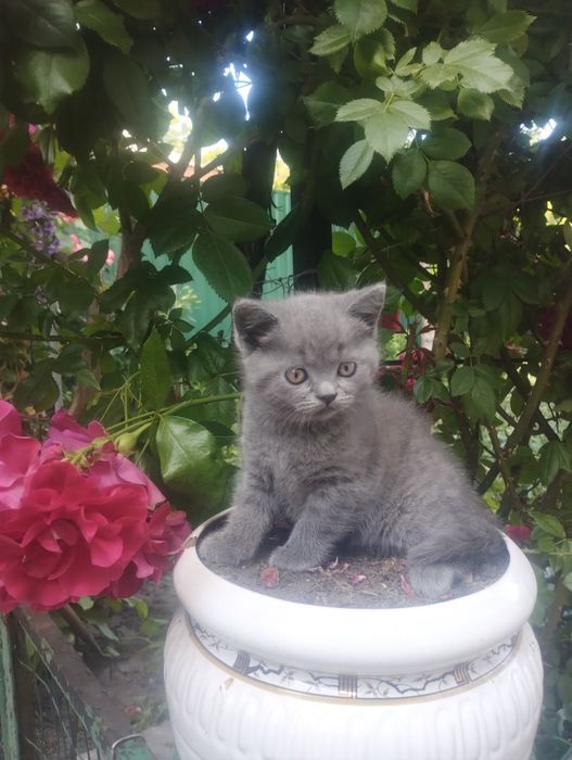 Кошенята 100 грн.