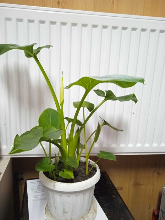 Калла біла кімнатна