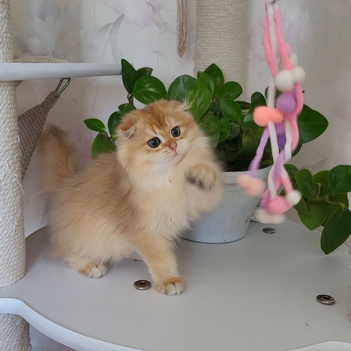 Золота шиншила ! Котики!