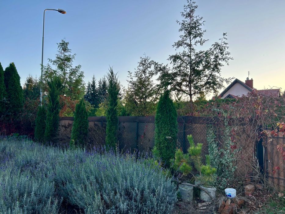 ogrodzenie z siatki z bramą, furtką i roślinami długość 20m