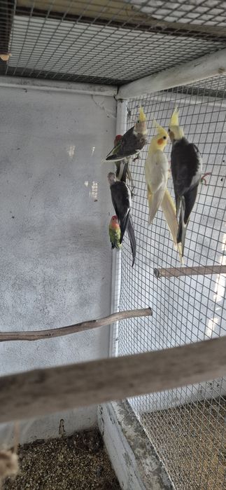 Caturras e agapornis