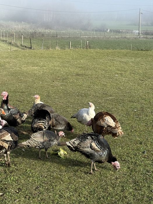 Perus machas adultos