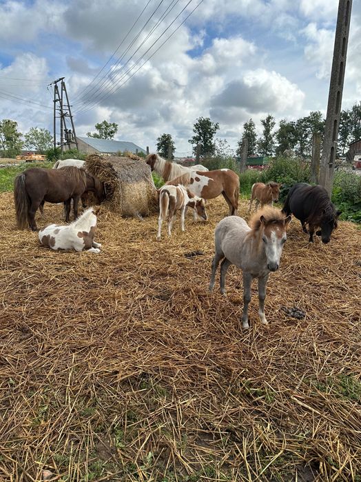 Parka kucy 50% Walijski Klaczka i Ogierek   odsadki z 2025 roku .