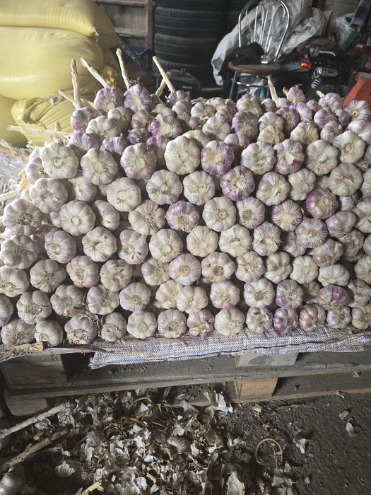 Czosnek polski HARNAŚ 5,5-6cm