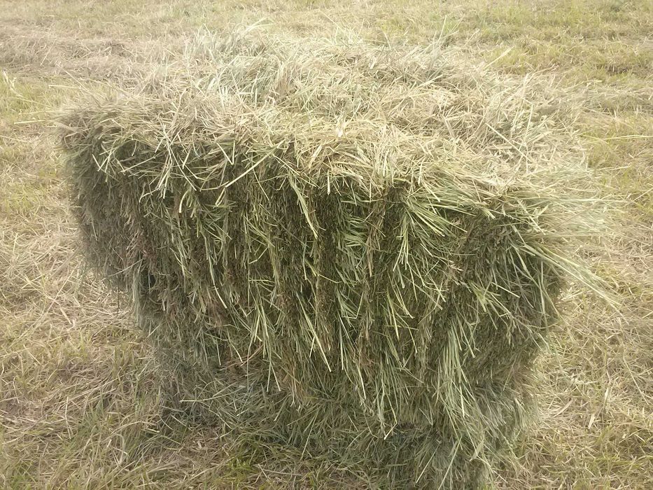 SIANO  kostka  siano  Sandomierz