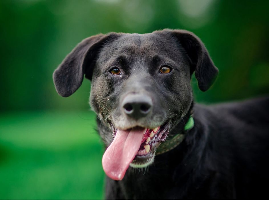 Lexus szuka domu! Duzy psiak do adopcji