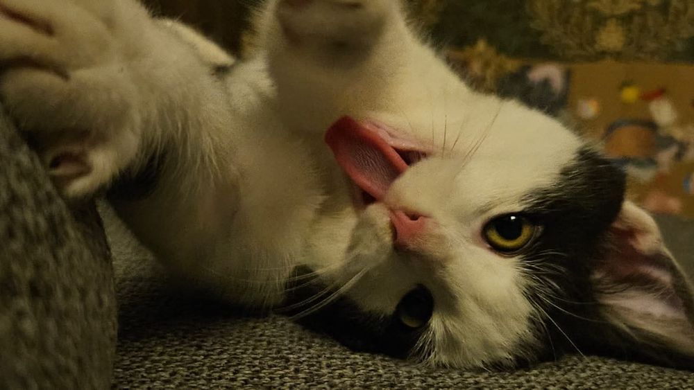 Mlody kotek Latek czeka na dom