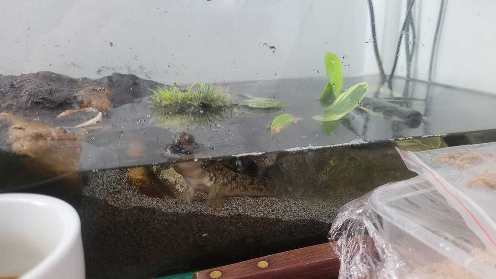 Peixe Mudskipper