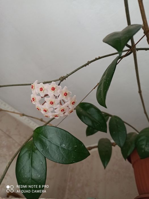 Хойя Карноза (мясистая)