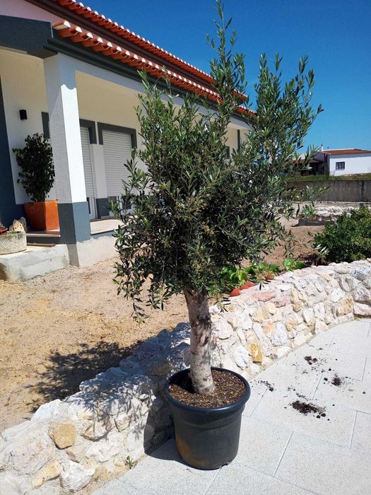 Oliveiras de jardim 250 cm | 10 a 12 anos