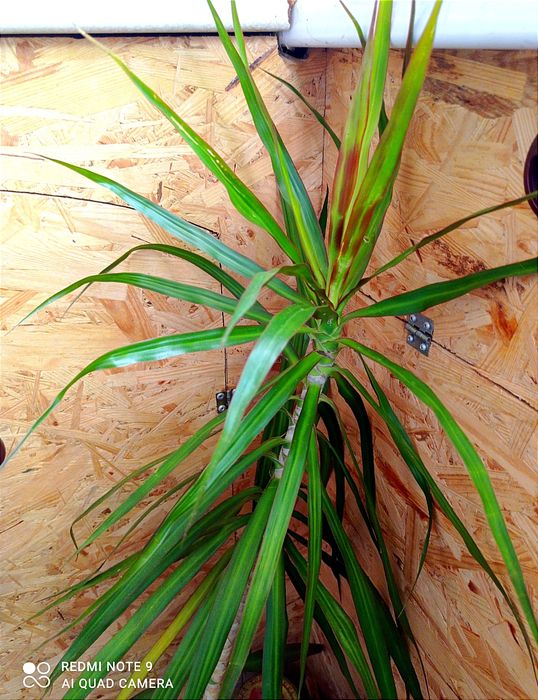 Драцена. Полезное растение.