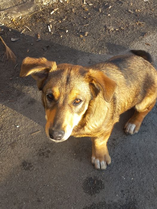 Щеночек ищет дом