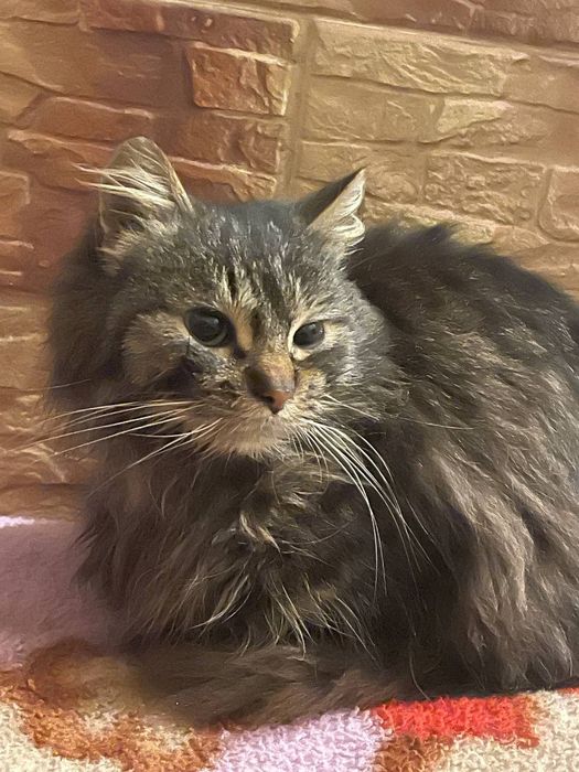 Продаю кота 100грн