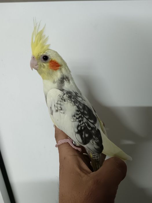 Caturra domesticada
