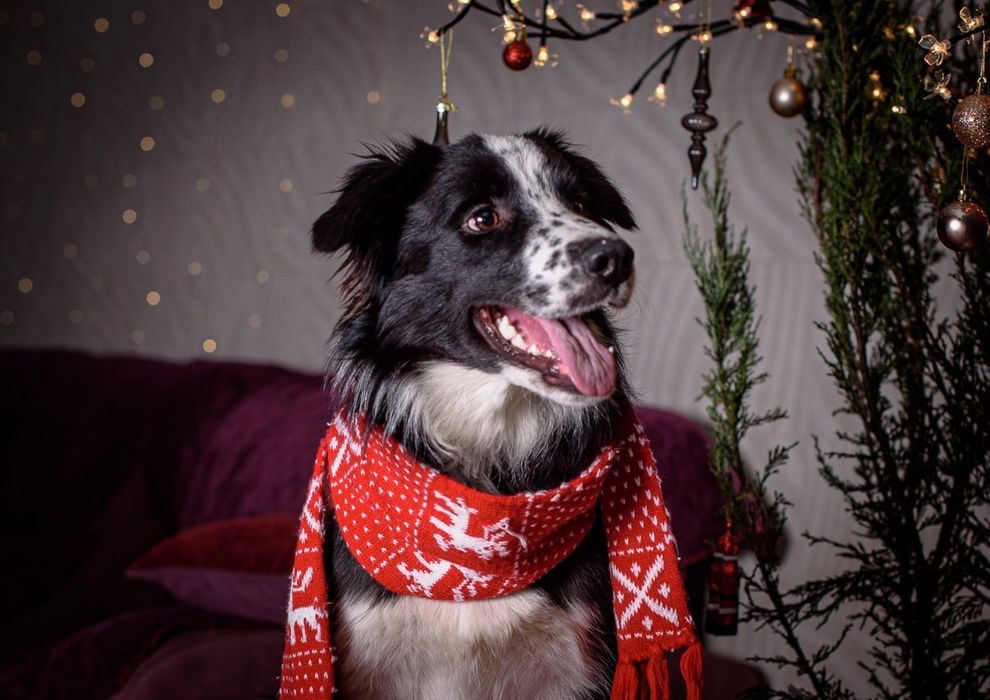 Цуценята бордер коллі Бордер колли Бордер колі