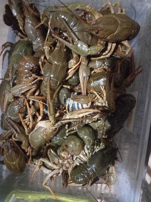 Продам раки/живі раки!