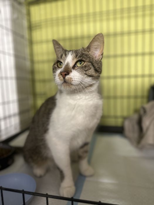 Koty z serca Kaszub polecają się do adopcji!