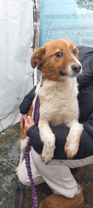 Dakota sunia do adopcji