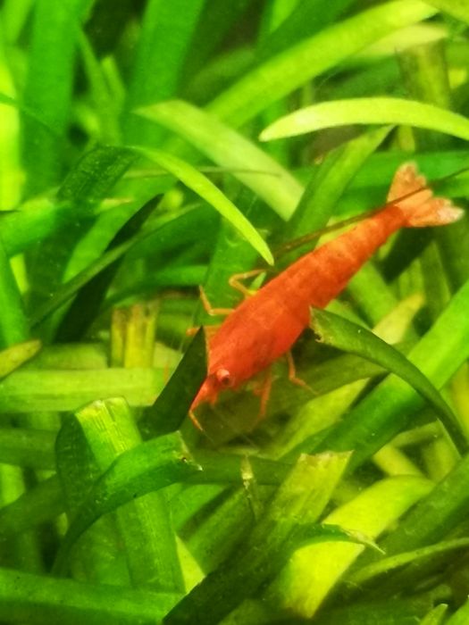 Krewetki Red Cherry Neocaridina Davidi Shrimp Selekcjonowane!