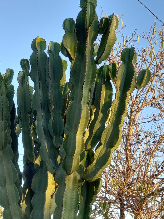 Cato mexicano de vários tamanhos e formatos différentes..