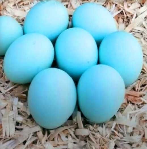 araucana ogoniasta jaja lęgowe