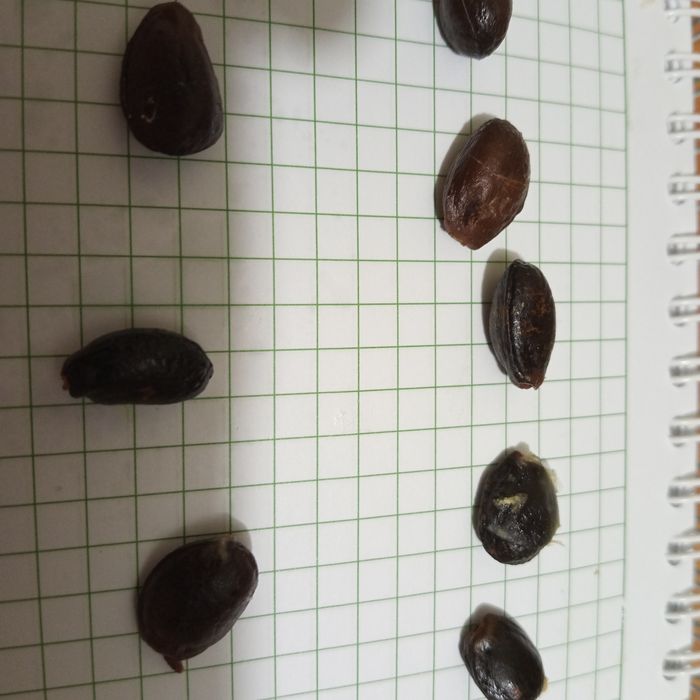 Семена Тенерифе -черримойя