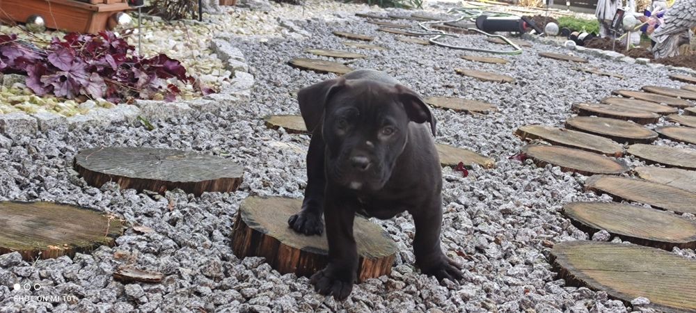 Amstaff szczenię z metryką