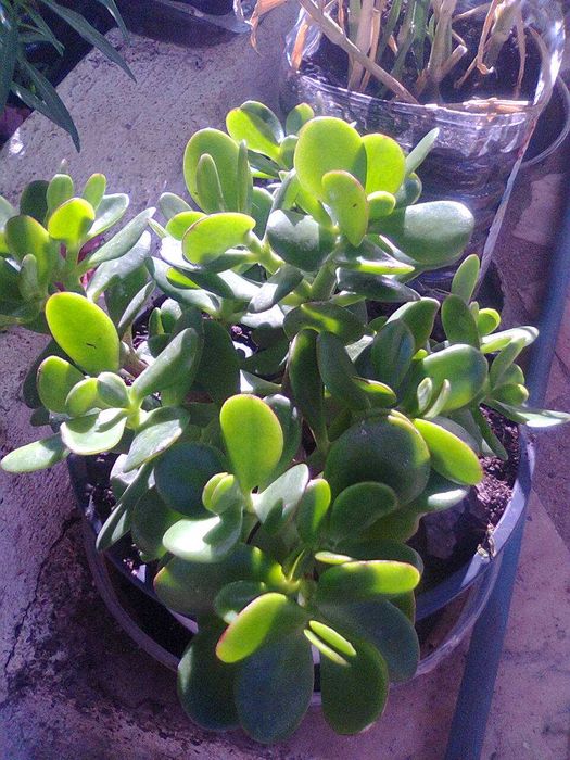 Plantas Suculentas