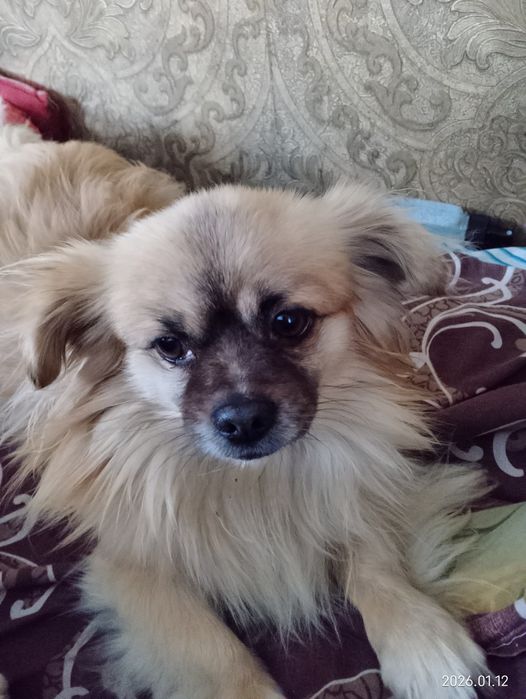 Потребує  девочку