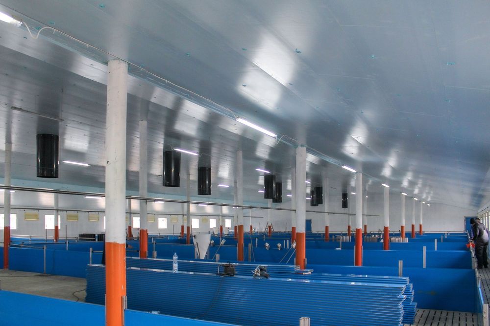 Ocieplenie Termoizolacja Płyta Styrodur XPS AGRO Niebieska na Chlewnie