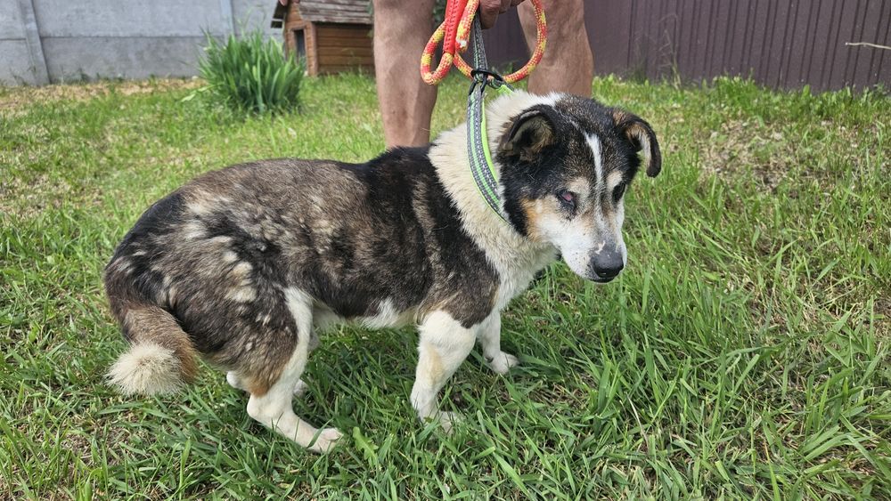 Старенький песик шукає люблячу Людину!