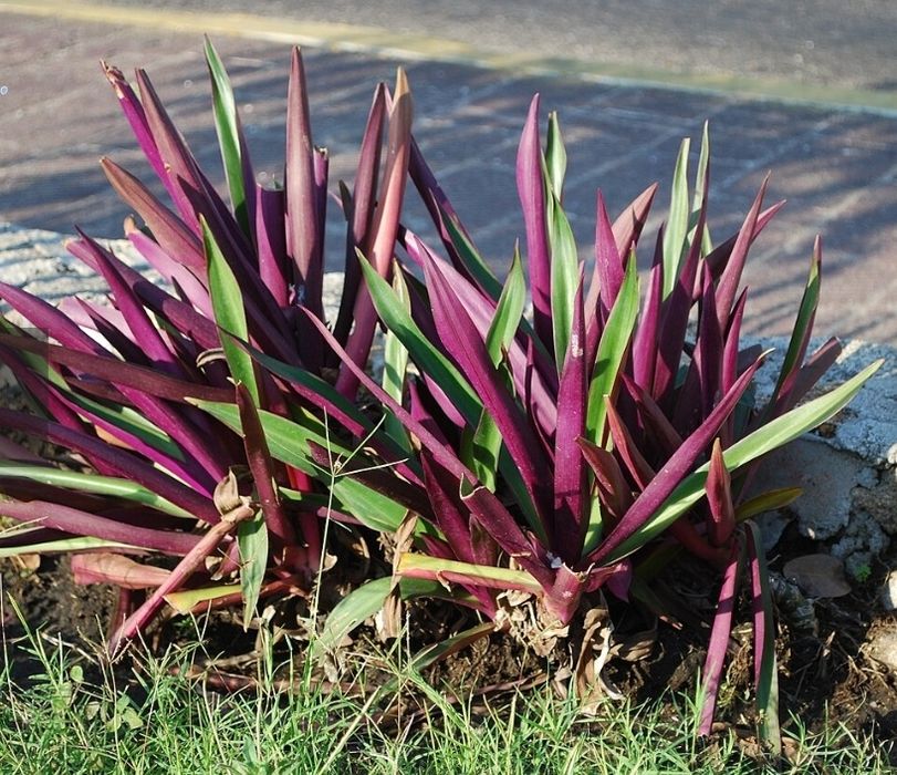 Традисканция покрывальчатая