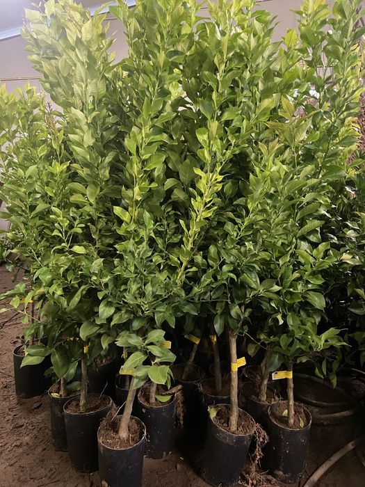 Citrinos (laranjeiras, tangerineiras, limoeiros)