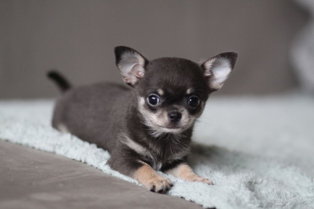 *** Chihuahua krótkowłosa suczka**