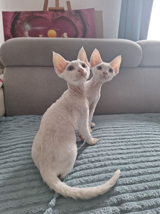 Piękny kocurek niebieskooki devon rex