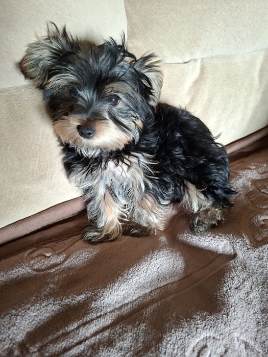Yorkshire Terrier chłopczyk