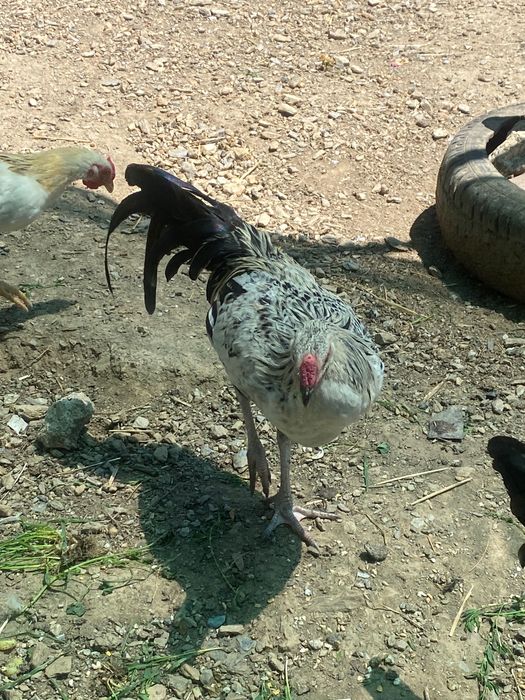 Garnizos fénix adultos e jovens