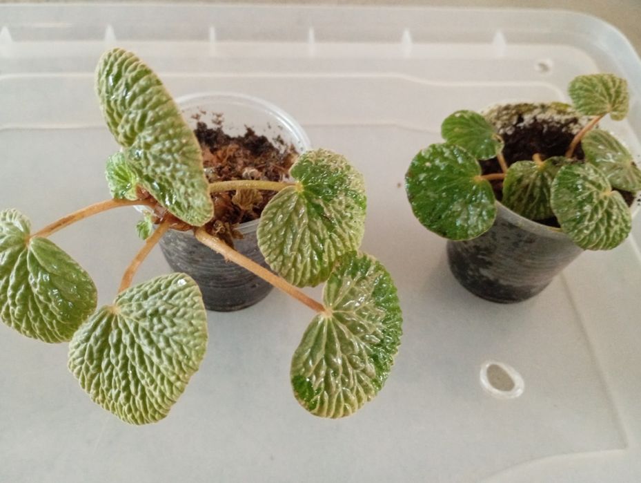 Бегония Cathedral windows