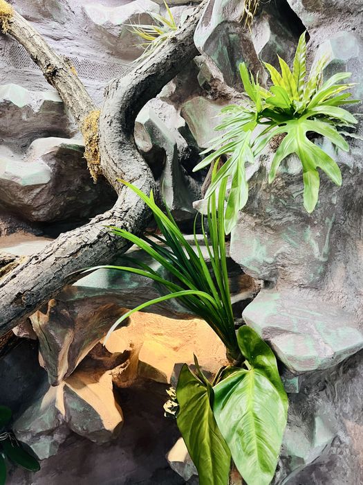 Profesjonalne Terrarium z Kamienia