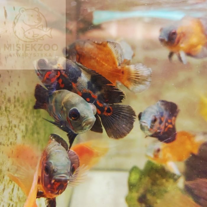 MISIEKZOO Pielęgnice - Pielęgnica Pawiooka