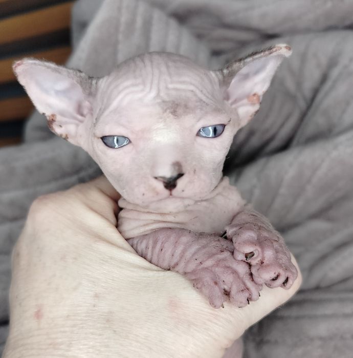 Sfinks Kanadyjski, kocurek